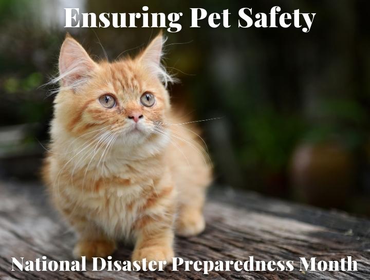 Ensuring Pet Safety: National Disaster Preparedness Month