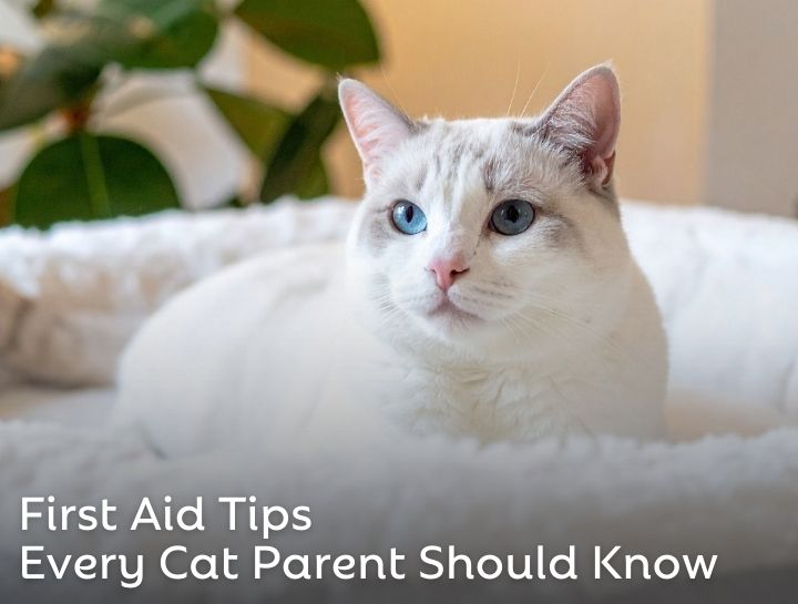 First Aid Tips Every Cat Parent Should Know