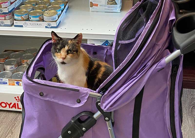 Carousel Slide 3: Our spoiled clinic cat Nancy Fancypants