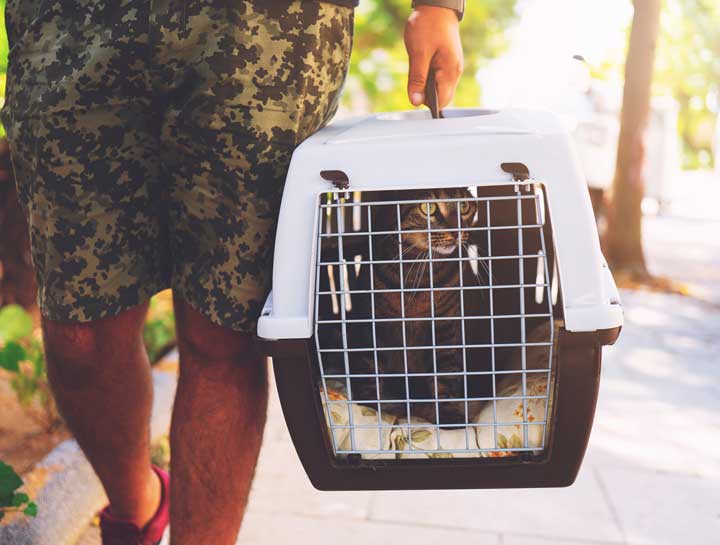 Visiting the Vet How to Make it Easier to get Your Cat in a Carrier