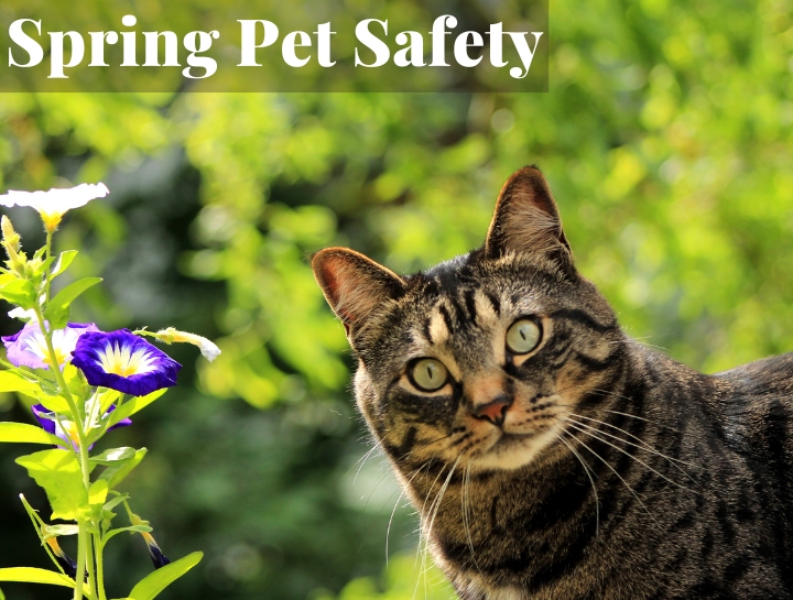 Spring Safety Tips for Cats