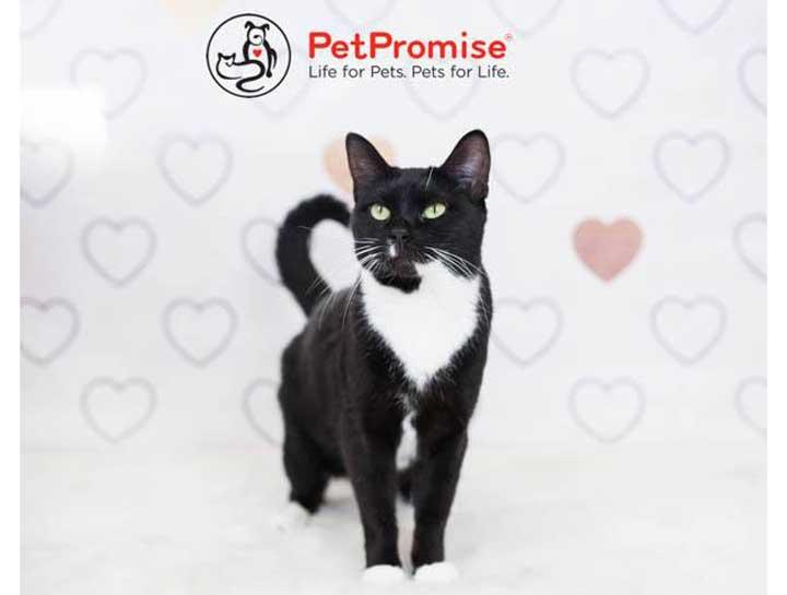 Giving Back to the Community: Purrfect Care Partners with PetPromise Rescue
