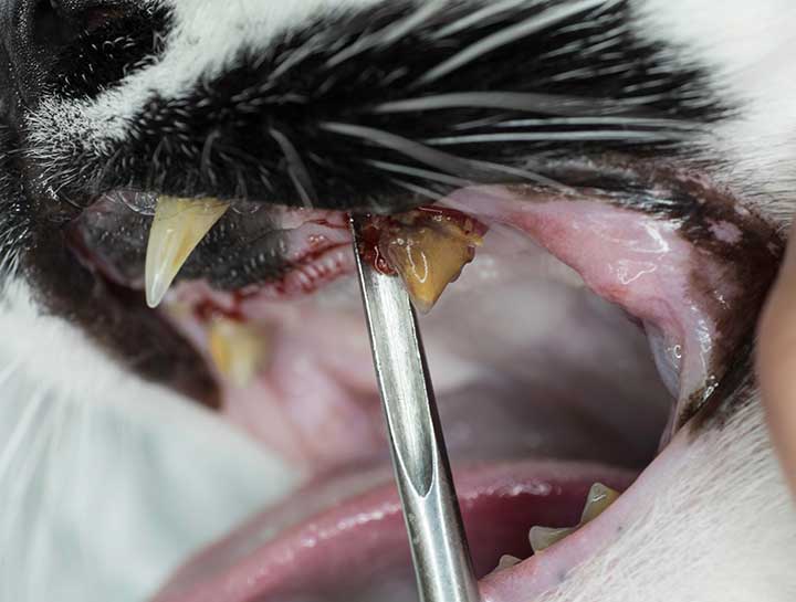 Cat Tooth Extractions