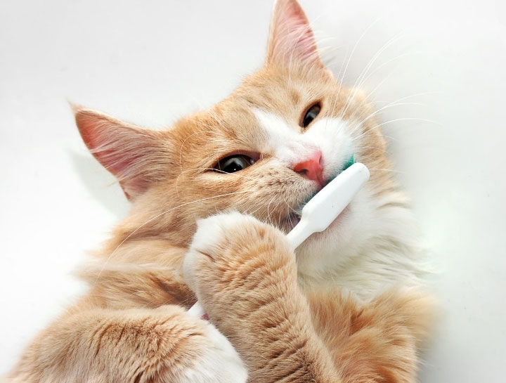 Cat Dental Care in $city