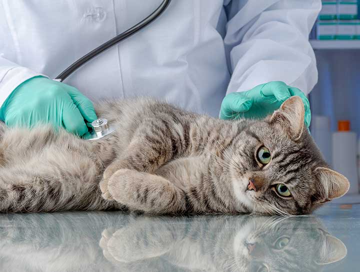 Emergency Veterinary Care