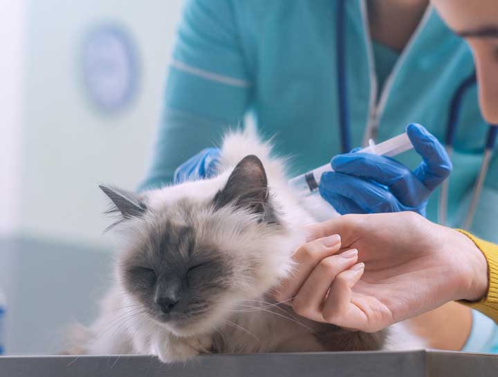 Cat Veterinarian